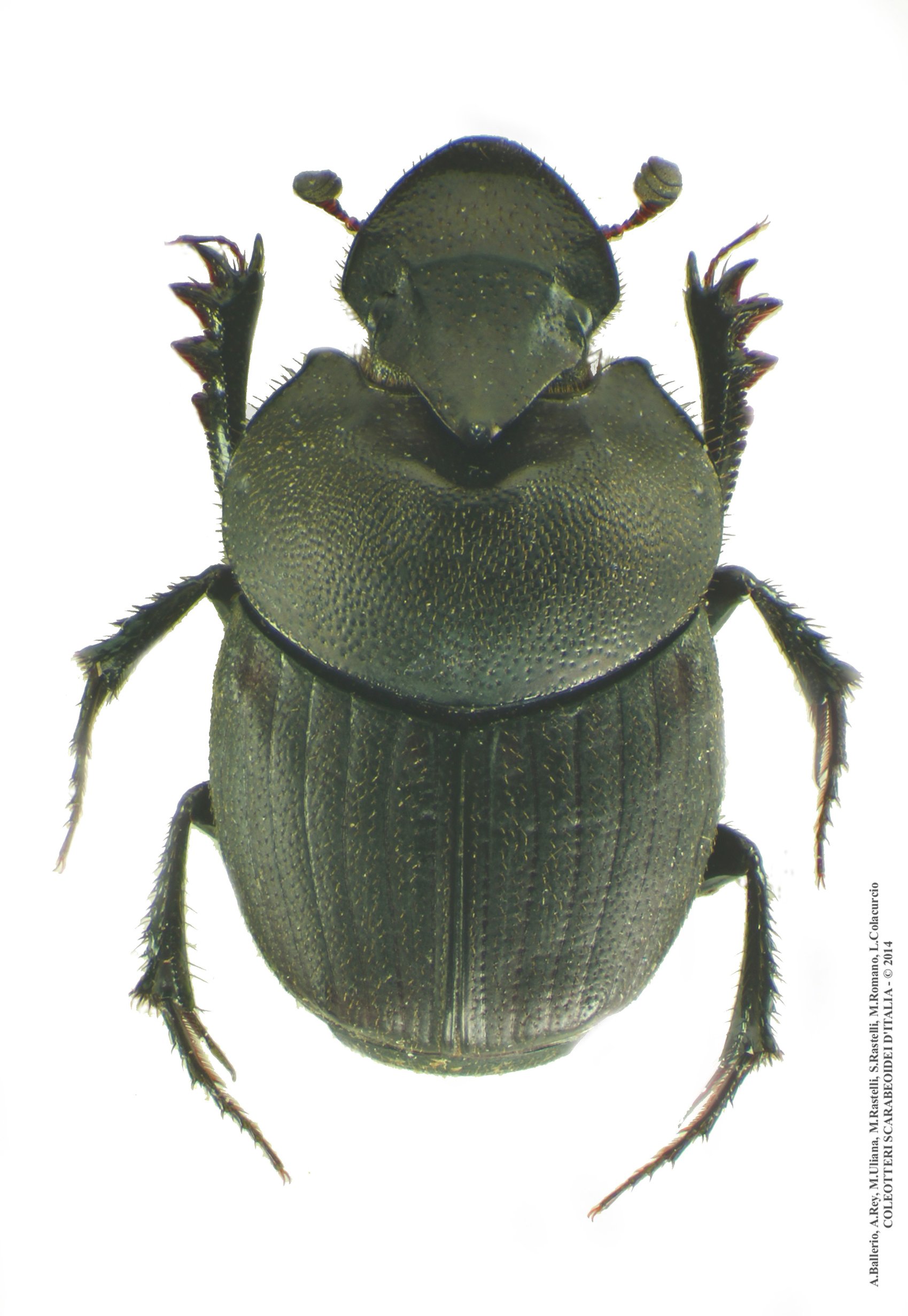 Onthophagus verticicornis, maschio 